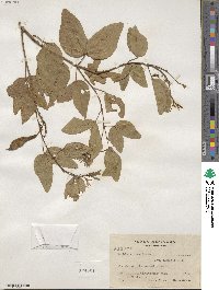 Bauhinia divaricata image