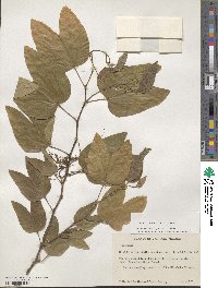 Bauhinia divaricata image