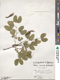 Bauhinia divaricata image