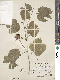 Bauhinia divaricata image