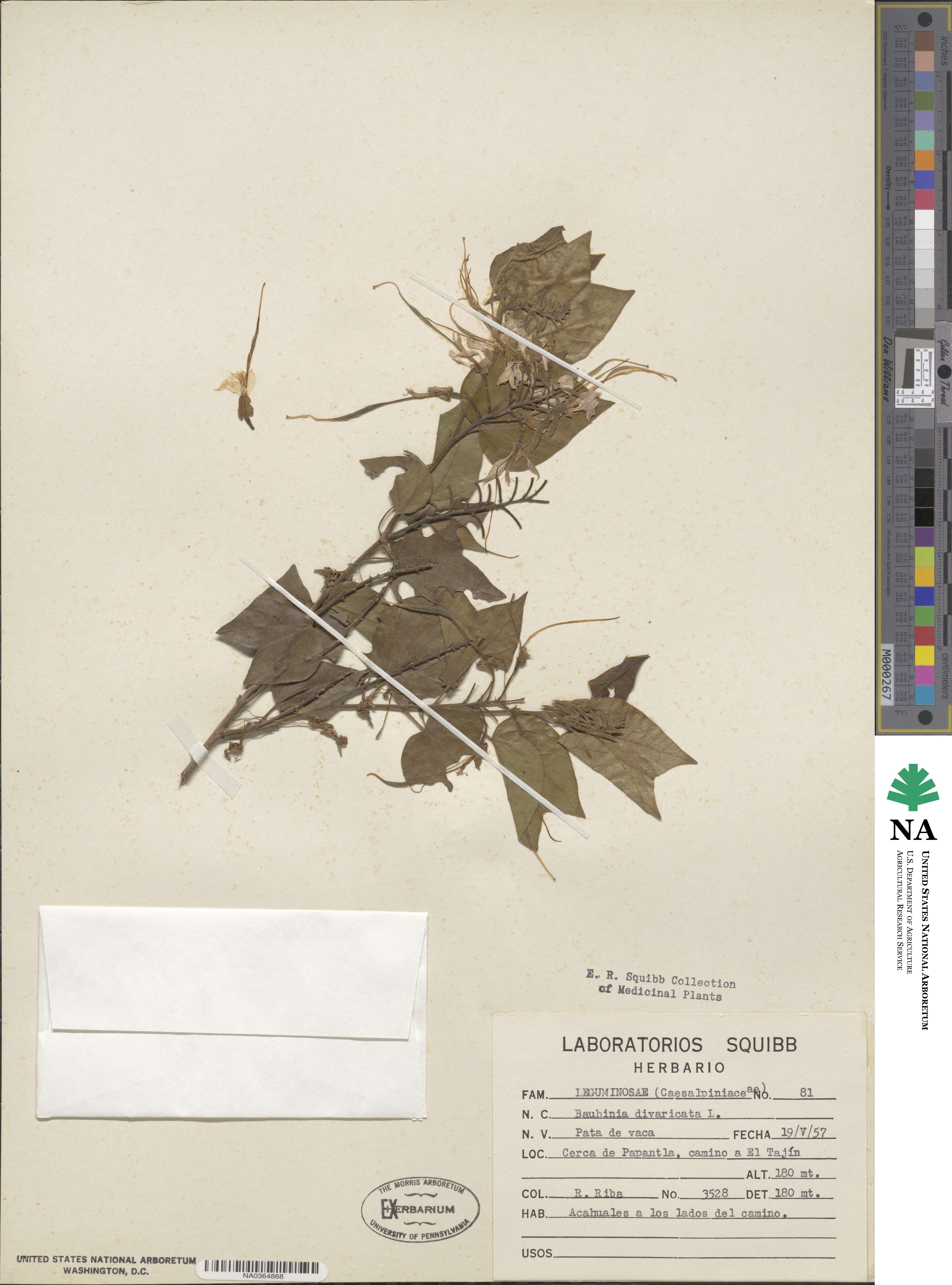 Bauhinia divaricata image