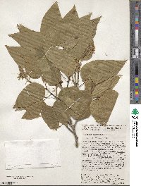 Bauhinia divaricata image