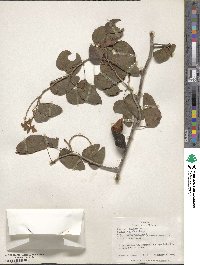 Schnella glabra image