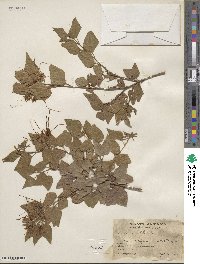 Bauhinia divaricata image