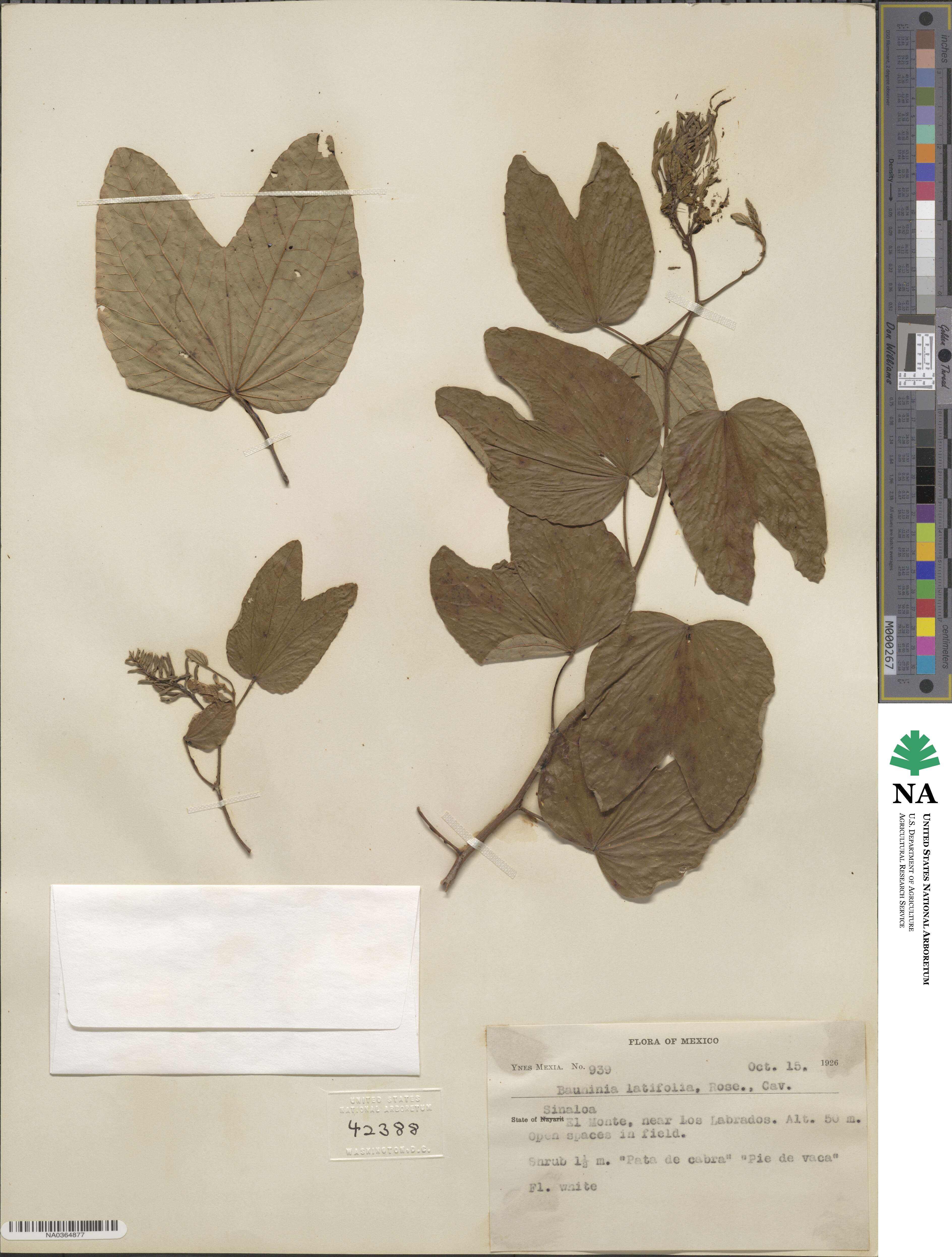 Bauhinia divaricata image