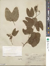 Bauhinia divaricata image