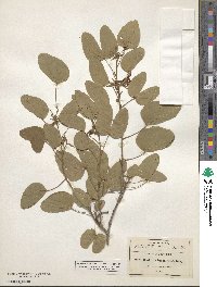 Bauhinia lunarioides image