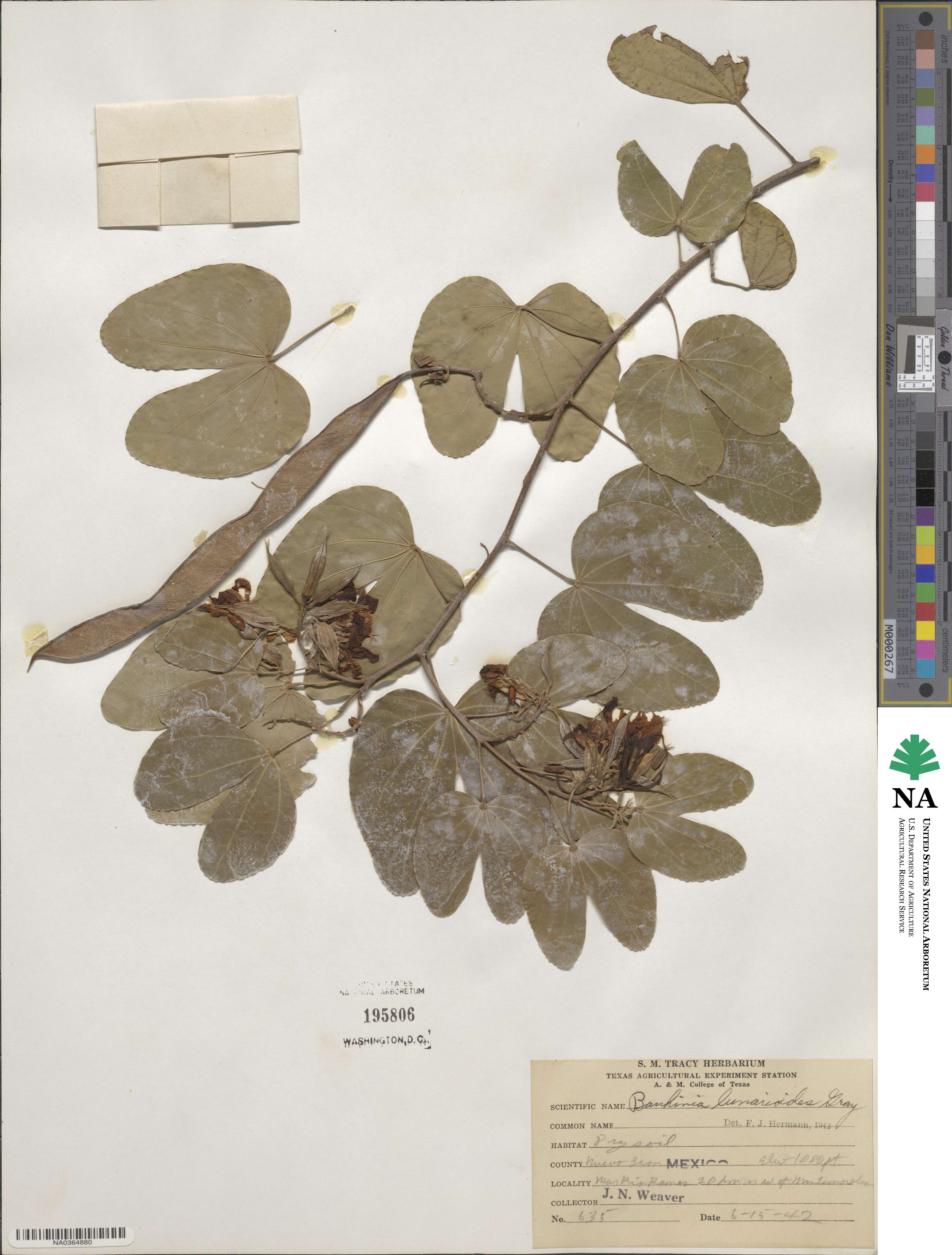 Bauhinia lunarioides image