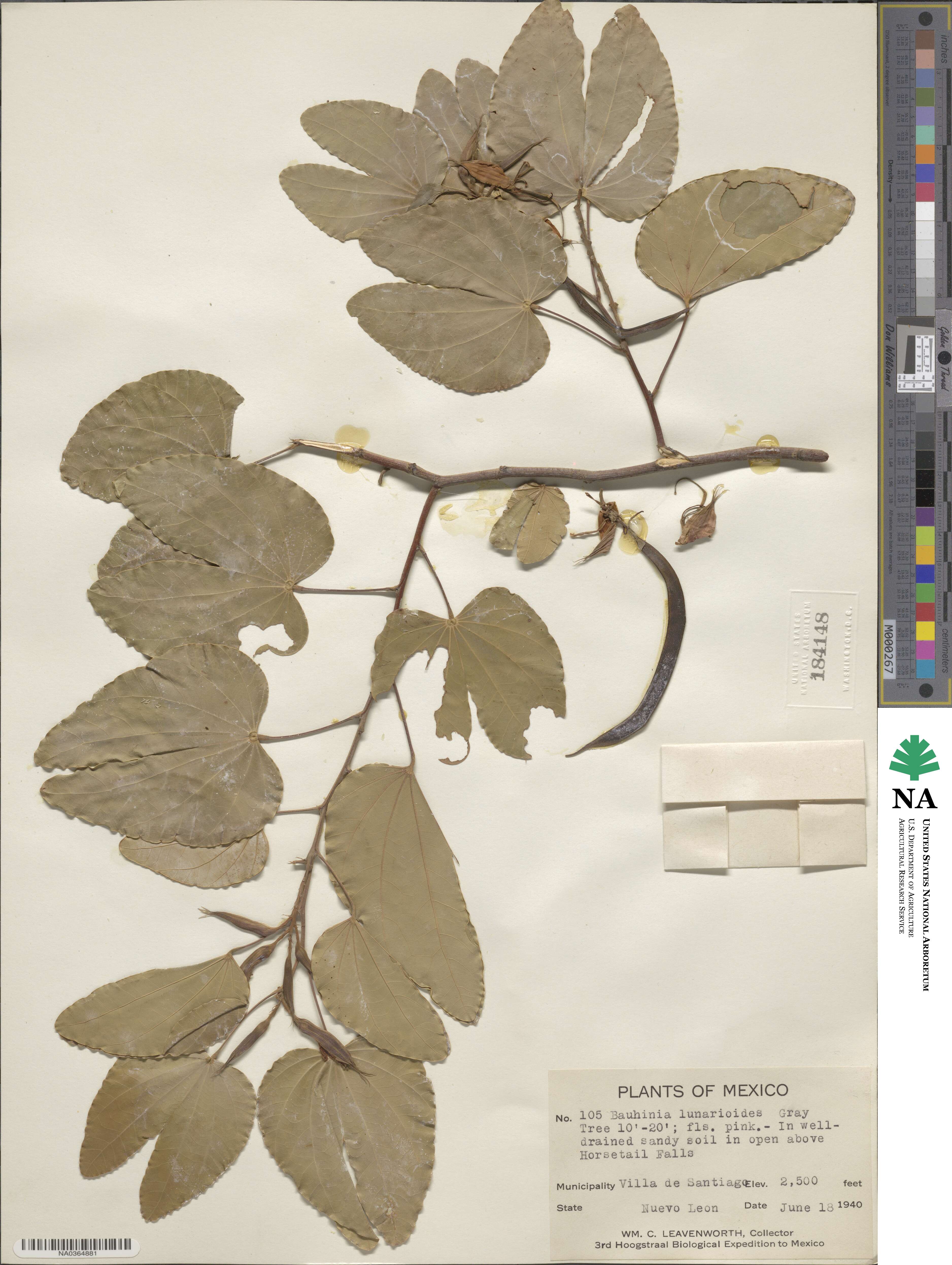 Bauhinia image