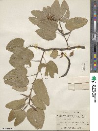 Bauhinia lunarioides image