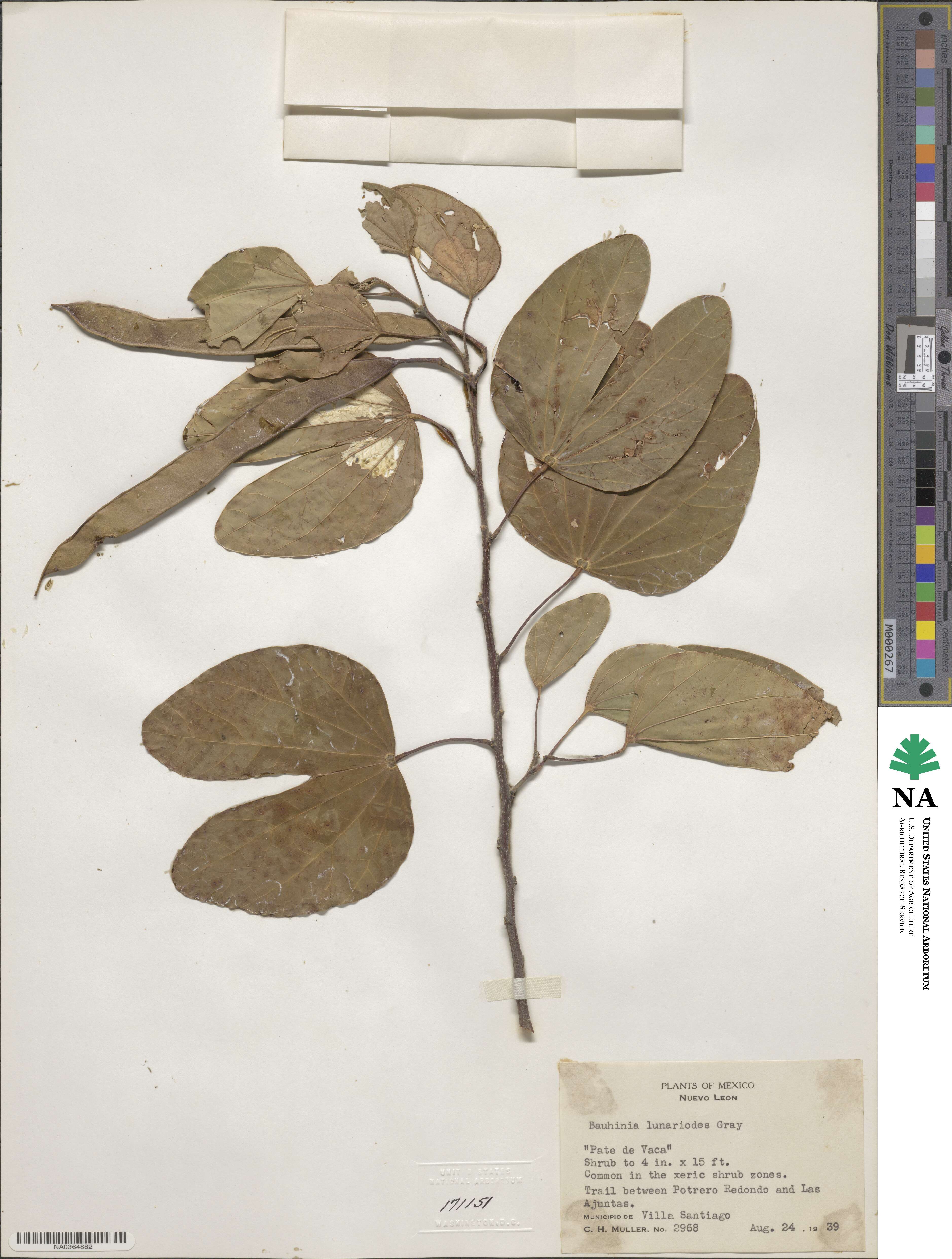 Bauhinia lunarioides image