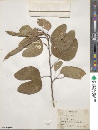 Bauhinia lunarioides image