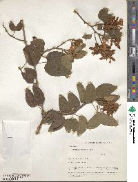 Bauhinia pauletia image