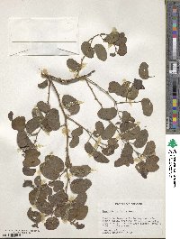 Bauhinia pauletia image