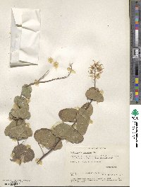 Image of Bauhinia pes-caprae