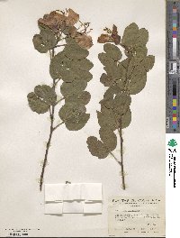 Bauhinia purpurea image