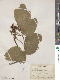 Bauhinia rubeleruziana image