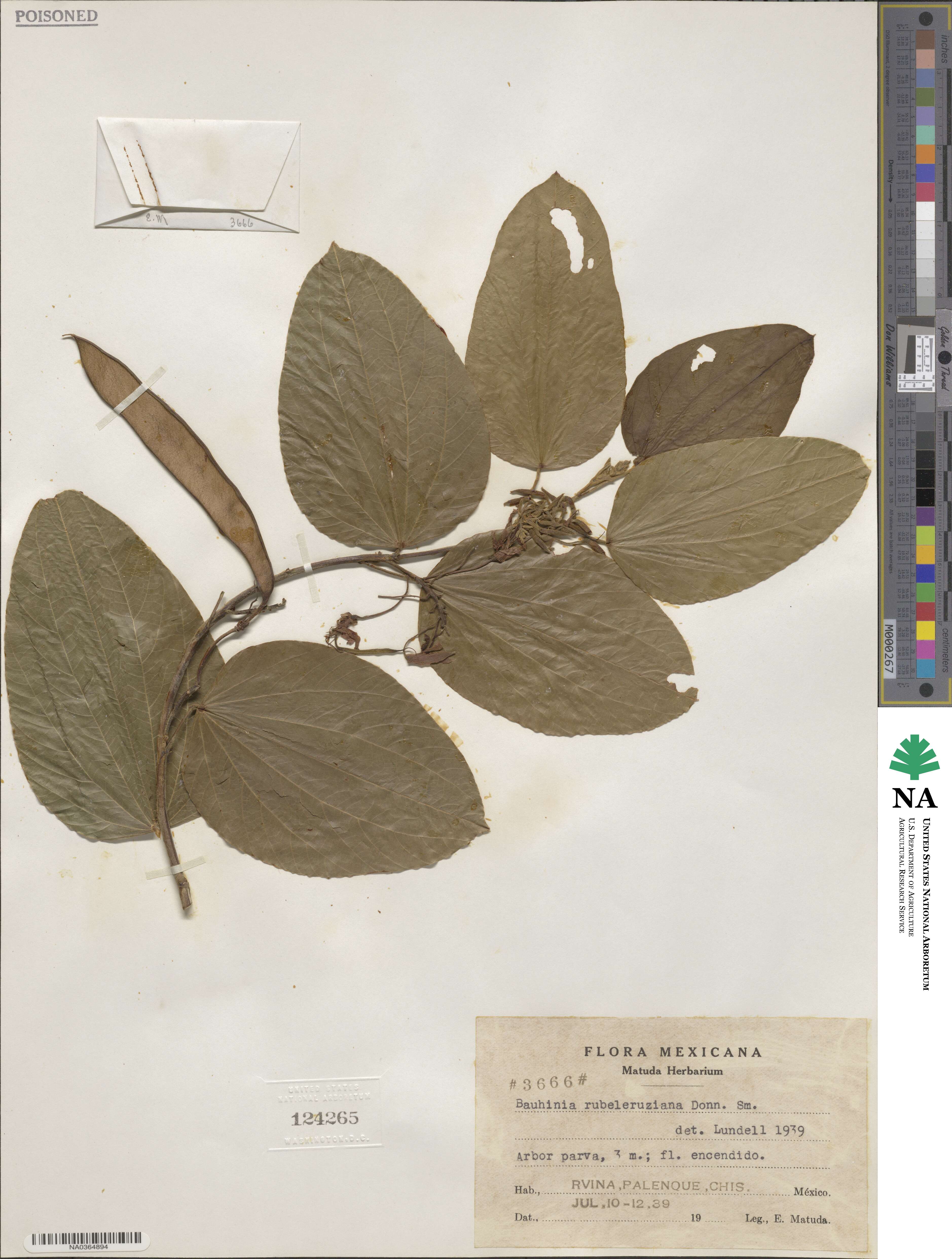 Bauhinia rubeleruziana image