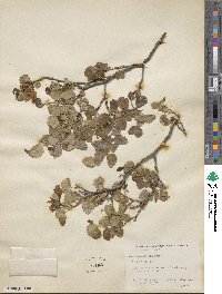 Bauhinia ramosissima image