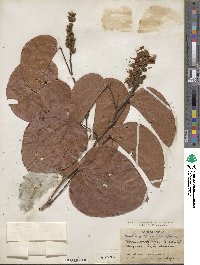 Bauhinia thompsonii image