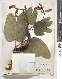 Bauhinia purpurea image