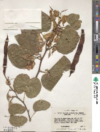 Bauhinia variegata var. candida image