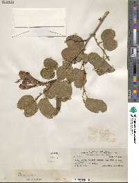 Image of Bauhinia aculeata