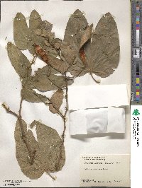 Bauhinia forficata image