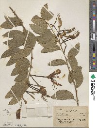 Bauhinia forficata image