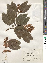 Image of Bauhinia picta