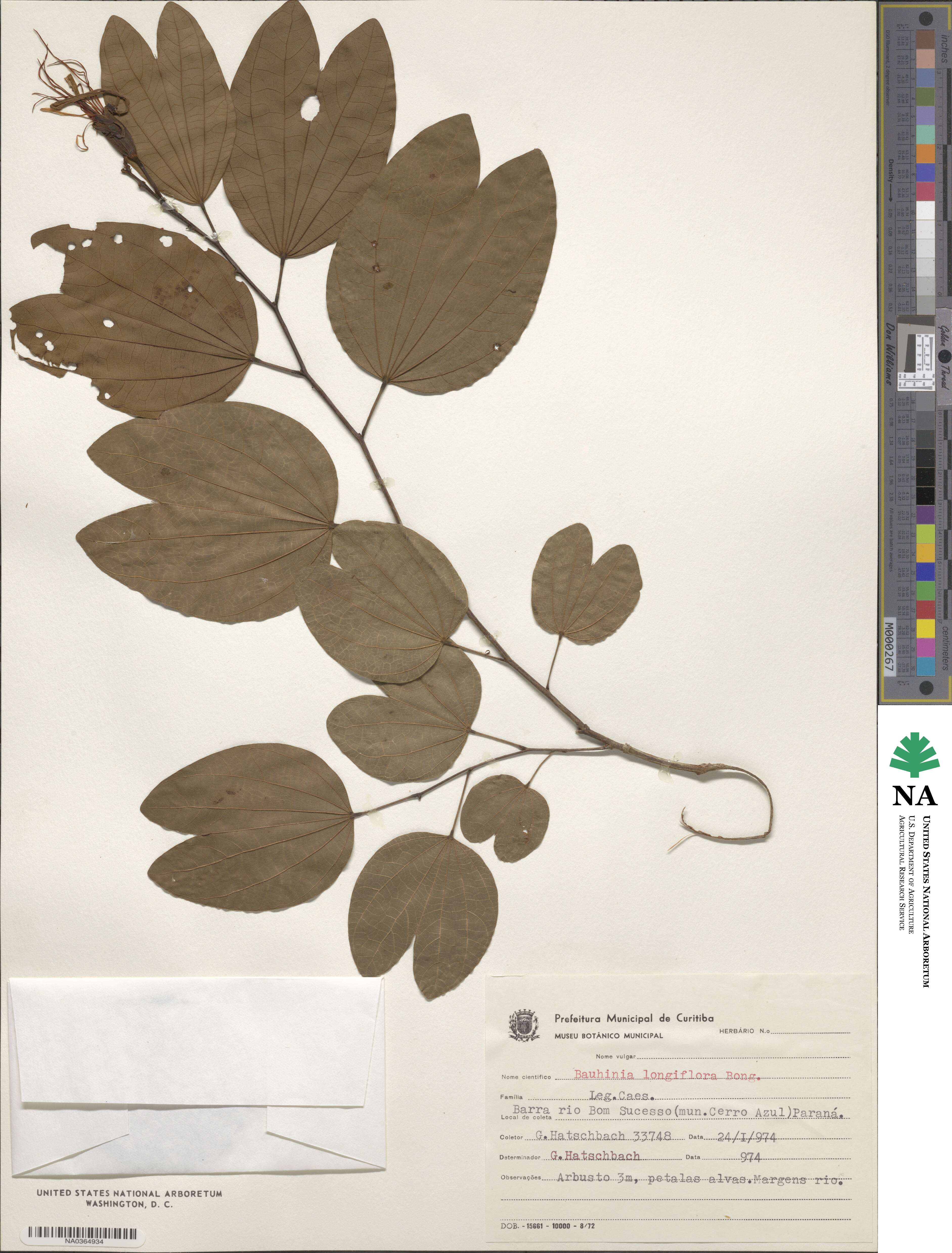 Bauhinia longiflora image