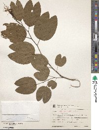 Image of Bauhinia longiflora