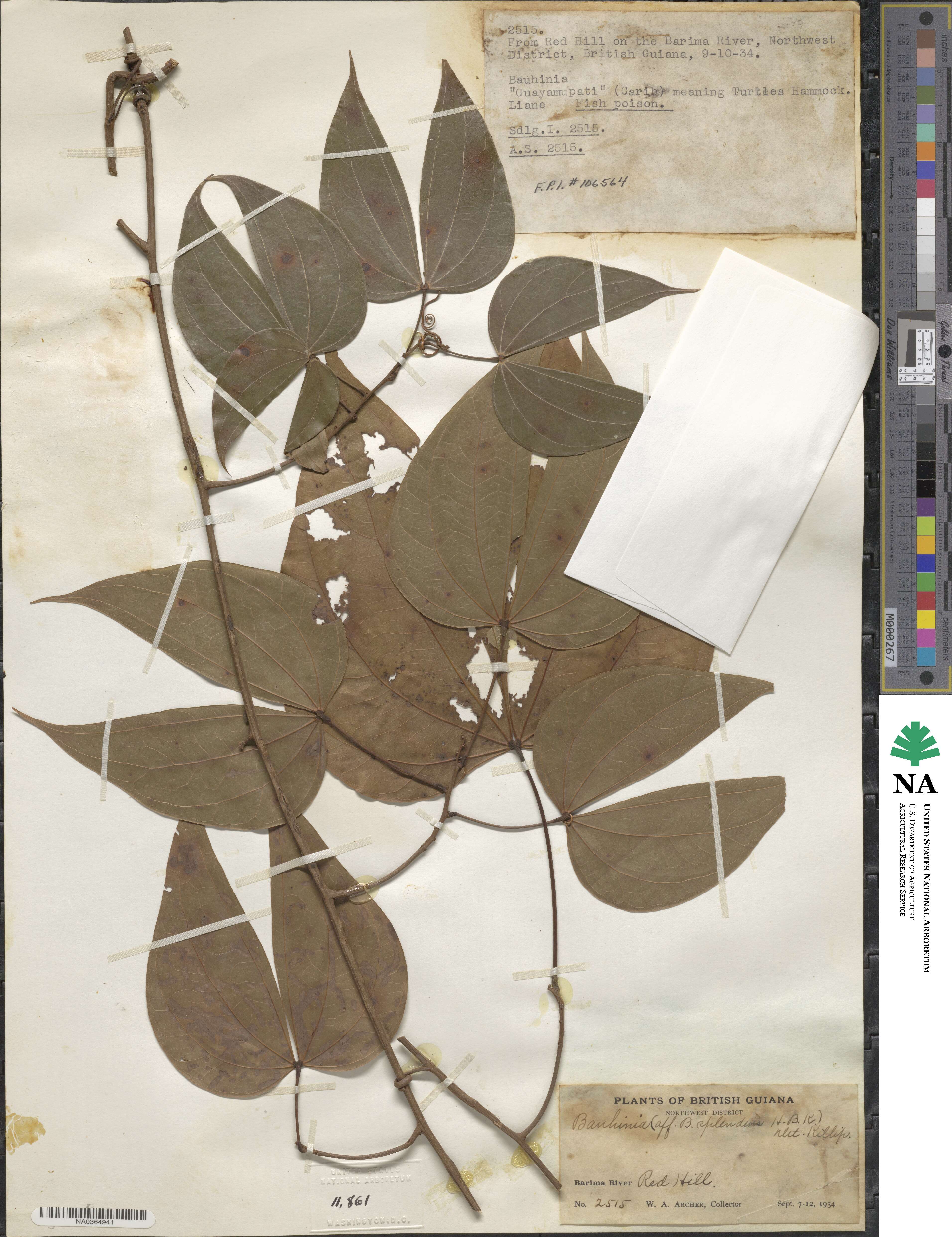 Schnella splendens image