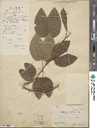 Bauhinia acuminata image