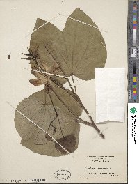 Bauhinia acuminata image