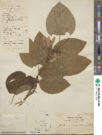 Bauhinia acuminata image