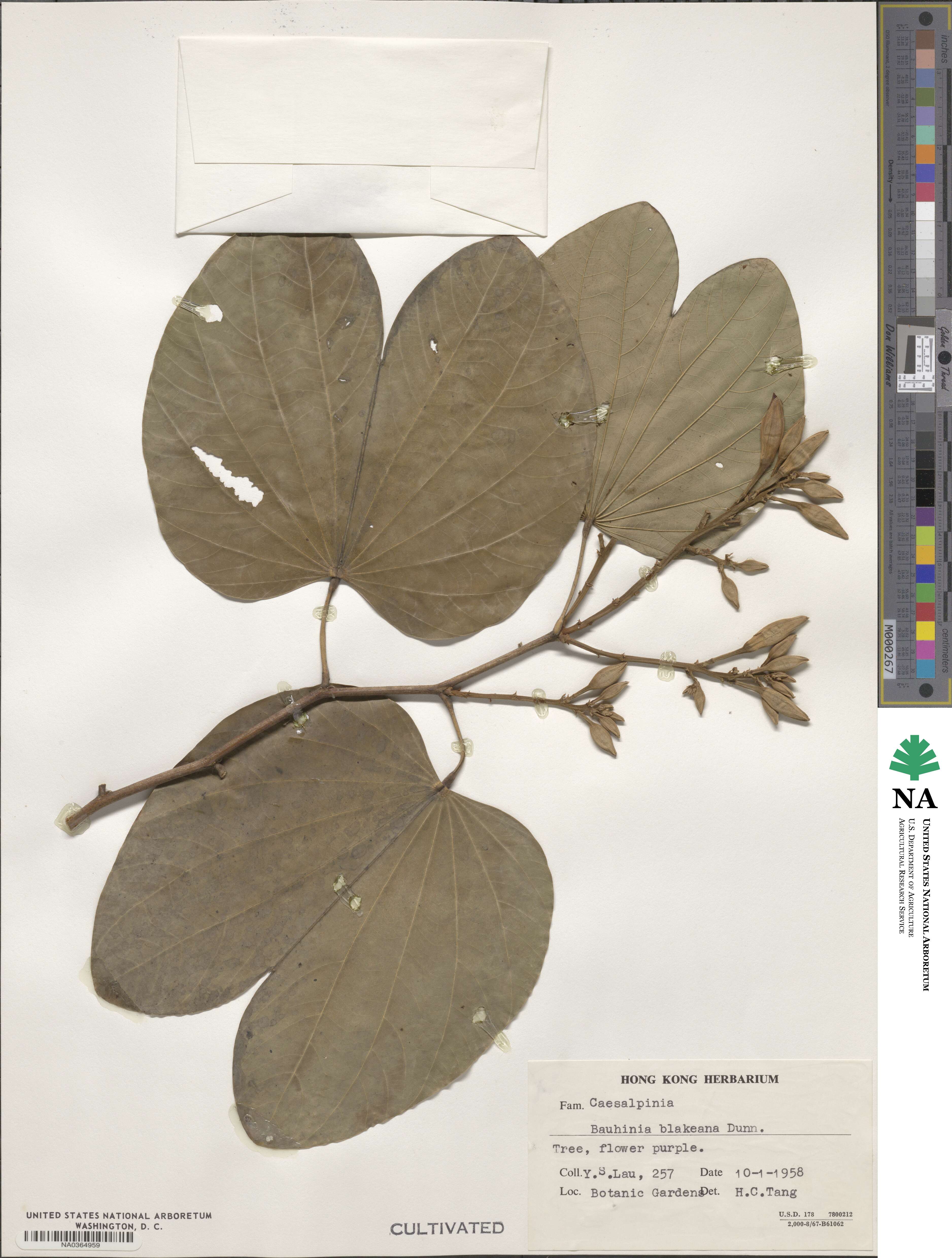 Bauhinia × blakeana image