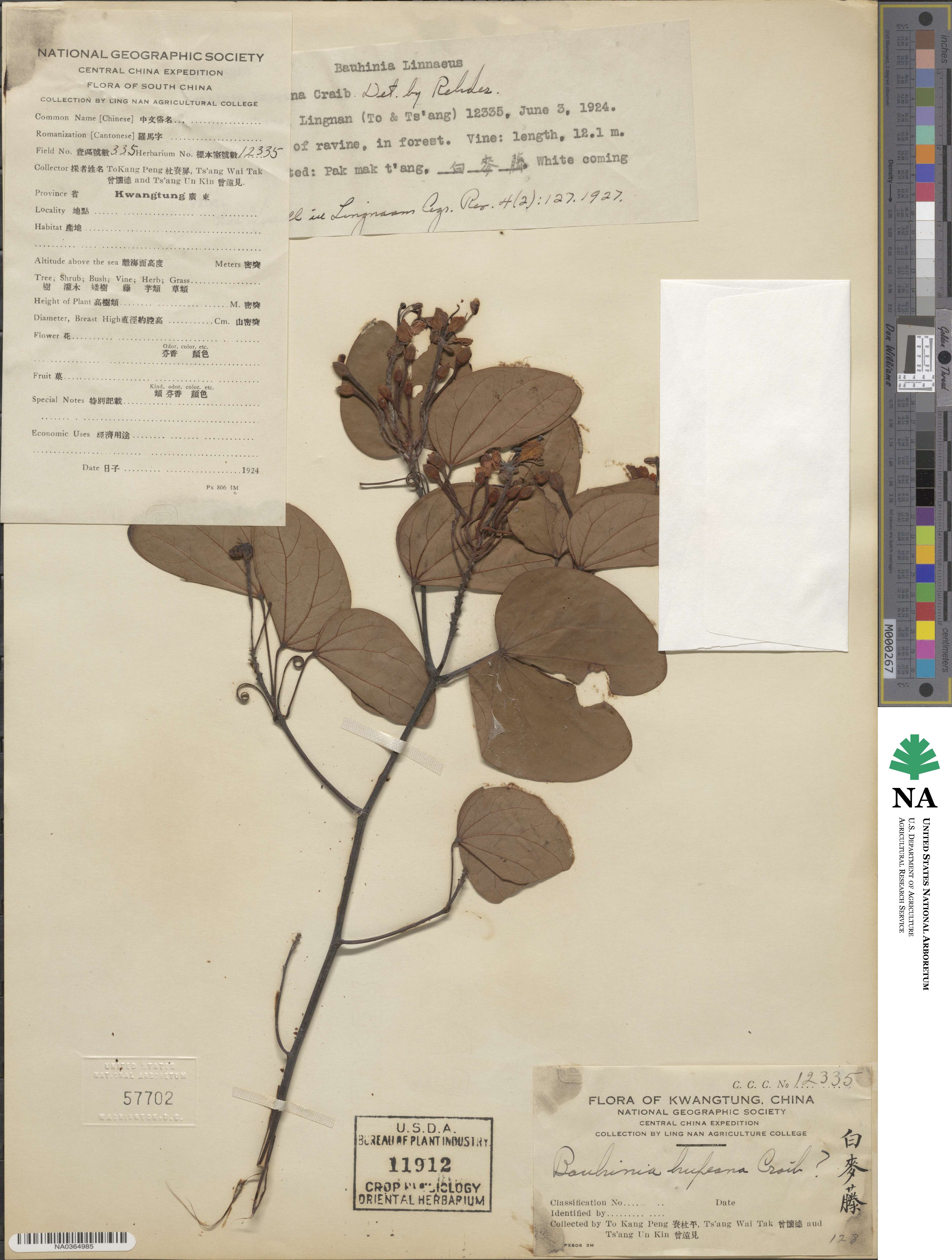 Cheniella tenuiflora image