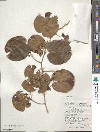 Phanera japonica image