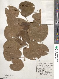 Phanera japonica image