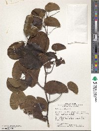 Phanera japonica image