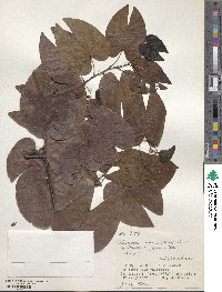 Phanera japonica image