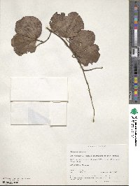 Bauhinia purpurea image