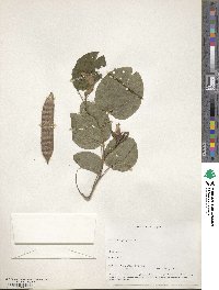 Bauhinia purpurea image