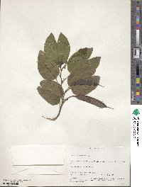 Bauhinia purpurea image