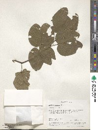 Bauhinia purpurea image