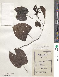 Phanera scandens image