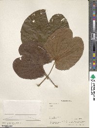 Bauhinia vahlii image