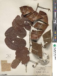 Bauhinia vahlii image