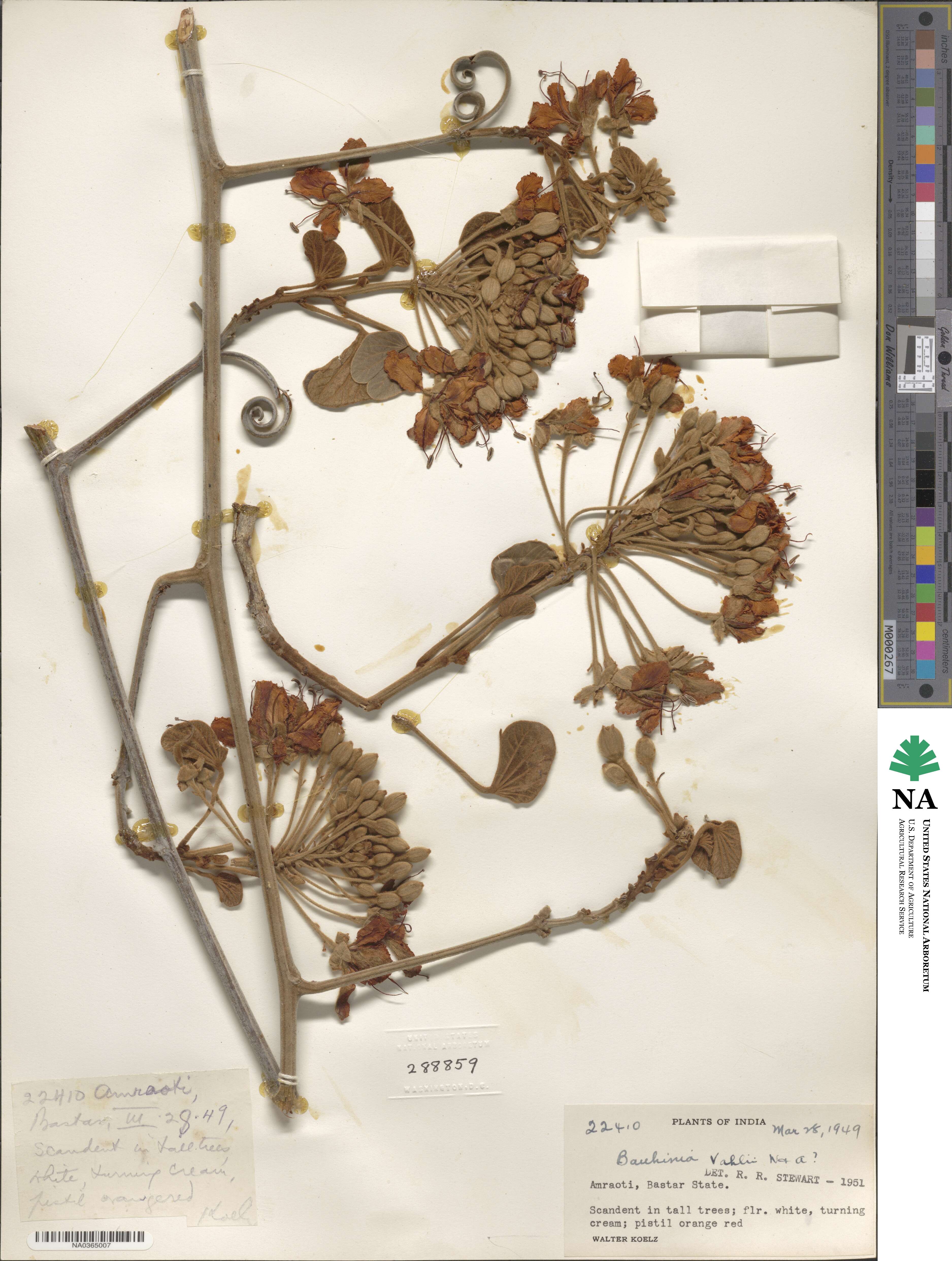 Bauhinia vahlii image